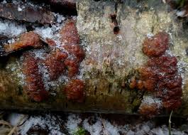 Attēlu rezultāti vaicājumam “Exidia repanda”