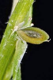 Attēlu rezultāti vaicājumam “Corispermum hyssopifolium fruit”