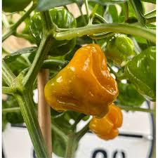 Afbeeldingsresultaat voor yellow mushroom hot pepper