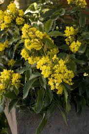 Attēlu rezultāti vaicājumam “Mahonia aquifolium”