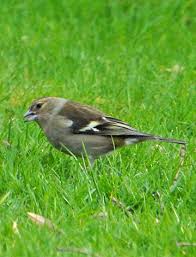 Attēlu rezultāti vaicājumam “Fringilla coelebs female”