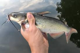 Image result for Ictalurus punctatus