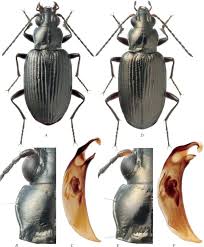 Attēlu rezultāti vaicājumam “Bembidion sp.”