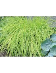 Attēlu rezultāti vaicājumam “Carex elata”