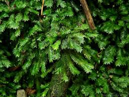 Attēlu rezultāti vaicājumam “Plagiothecium sp.”