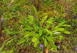 Attēlu rezultāti vaicājumam “Succisa pratensis leaf”