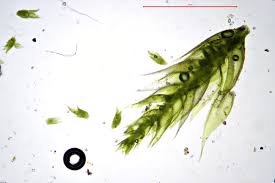 Attēlu rezultāti vaicājumam “Platygyrium repens”