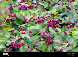 Attēlu rezultāti vaicājumam “Malus purpurea”
