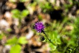 Attēlu rezultāti vaicājumam “Serratula tinctoria flower”