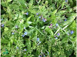 Attēlu rezultāti vaicājumam “Pulmonaria saccharata”