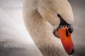 Attēlu rezultāti vaicājumam “Cygnus olor”