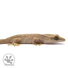 Attēlu rezultāti vaicājumam “Reticularia jurana young”