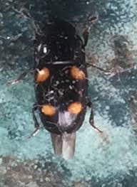 Attēlu rezultāti vaicājumam “Glischrochilus hortensis”