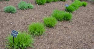 Attēlu rezultāti vaicājumam “Carex spicata”