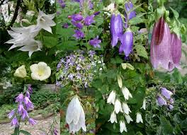 Image result for Glockenblumen