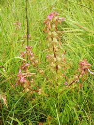 Attēlu rezultāti vaicājumam “Pedicularis palustris flower”
