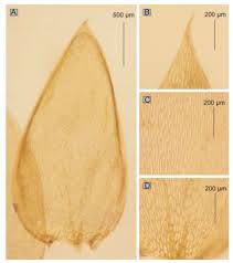 Attēlu rezultāti vaicājumam “Hygrohypnum luridum sporophyte”