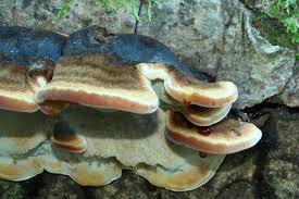 Attēlu rezultāti vaicājumam “Ischnoderma benzoinum”