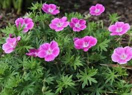 Attēlu rezultāti vaicājumam “Geranium sanguineum”