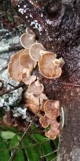 Attēlu rezultāti vaicājumam “Panellus stipticus”