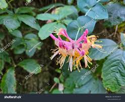 Attēlu rezultāti vaicājumam “Lonicera caprifolium”