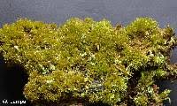 Attēlu rezultāti vaicājumam “Dicranum montanum sporophyte”