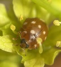 Attēlu rezultāti vaicājumam “Calvia quatuordecimguttata”