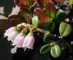 Attēlu rezultāti vaicājumam “Vaccinium vitis-idaea bud”