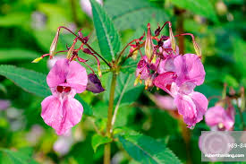 Image result for Impatiens glandulifera