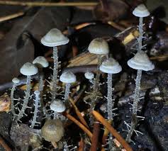 Attēlu rezultāti vaicājumam “Collybia tuberosa”