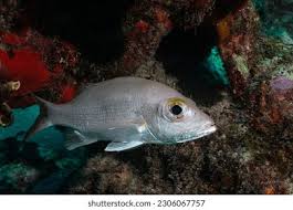 Image result for Lutjanus mahogoni