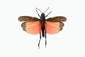 Attēlu rezultāti vaicājumam “Psophus stridulus”