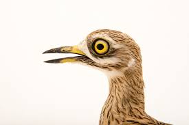 Image result for Burhinus oedicnemus