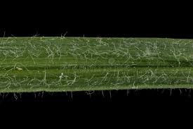 Attēlu rezultāti vaicājumam “Carex hirta fruit”