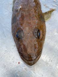 Image result for Platycephalus richardsoni