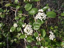Attēlu rezultāti vaicājumam “Crataegus douglasii”
