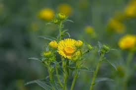 Attēlu rezultāti vaicājumam “Inula britannica leaf”
