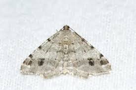 Attēlu rezultāti vaicājumam “Macaria signaria”