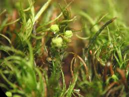 Attēlu rezultāti vaicājumam “Odontoschisma denudatum cells”