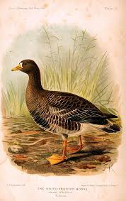 Attēlu rezultāti vaicājumam “Anser albifrons”