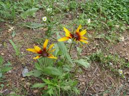 Attēlu rezultāti vaicājumam “Rudbeckia hirta var. pulcherrima”