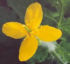 Image result for Chelidonium majus