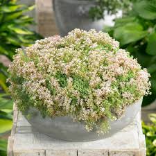 Attēlu rezultāti vaicājumam “Sedum hispanicum flower”