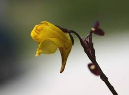 Attēlu rezultāti vaicājumam “Utricularia vulgaris flower”