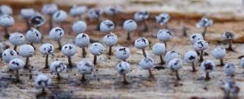 Attēlu rezultāti vaicājumam “Physarum murinum”