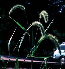 Attēlu rezultāti vaicājumam “Setaria viridis leaf”