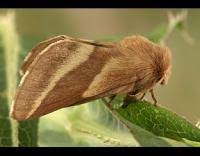 Attēlu rezultāti vaicājumam “Malacosoma castrensis male”