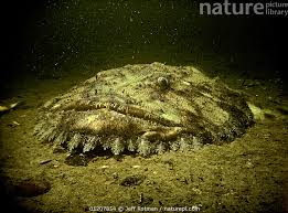 Image result for Lophius americanus