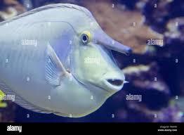 Image result for Naso unicornis