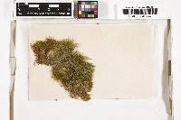 Attēlu rezultāti vaicājumam “Philonotis marchica”